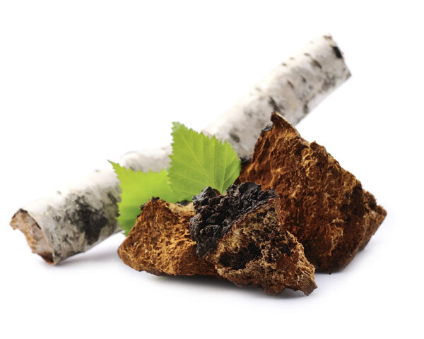 Chaga (Błyskoporek podkorowy)