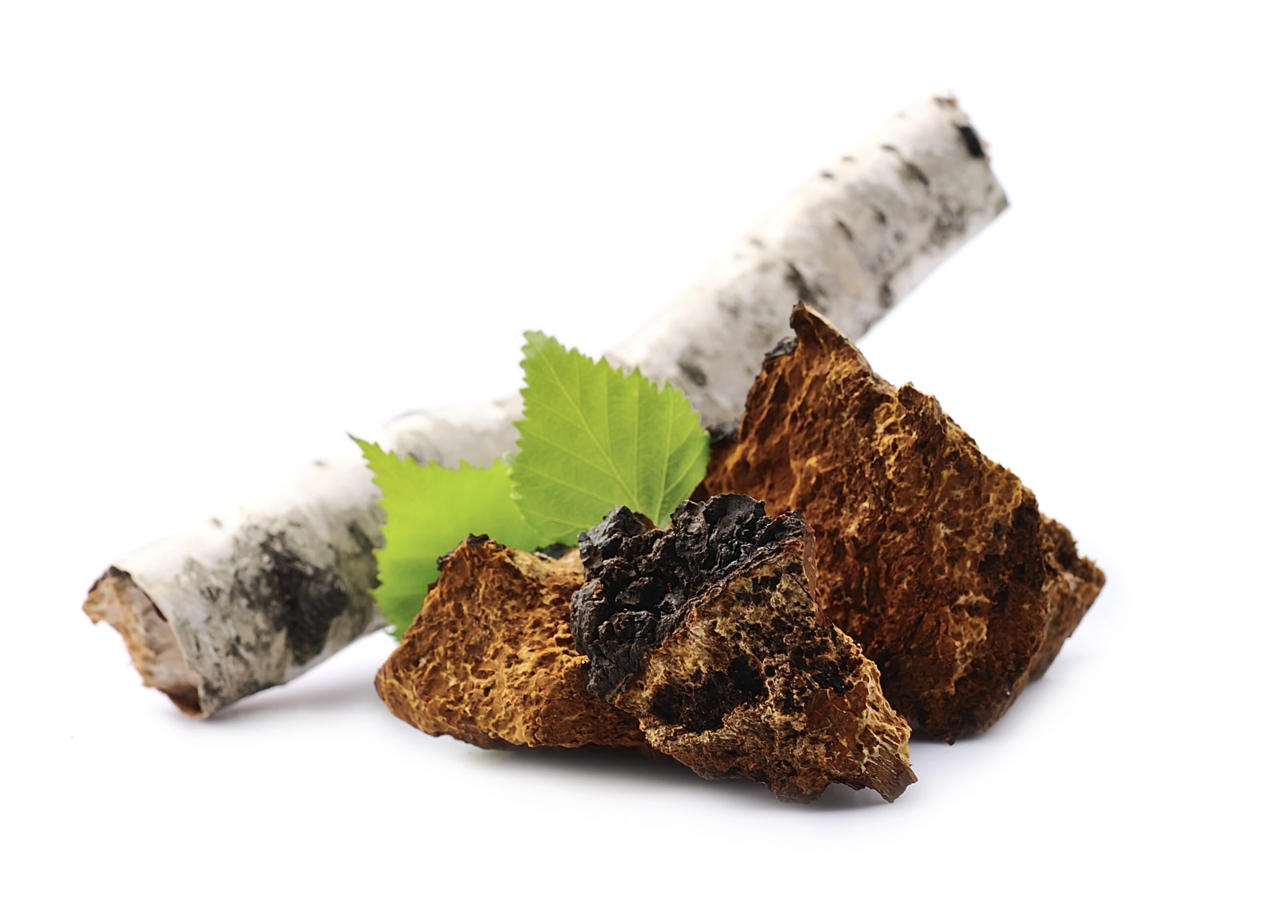 Chaga (Błyskoporek podkorowy)