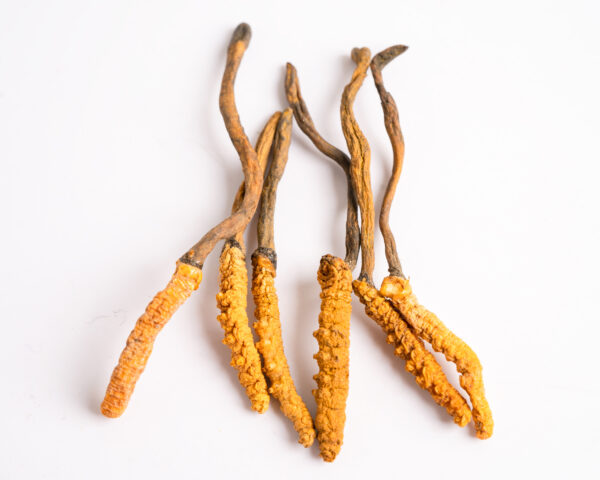 Cordyceps (Maczużnik chiński)