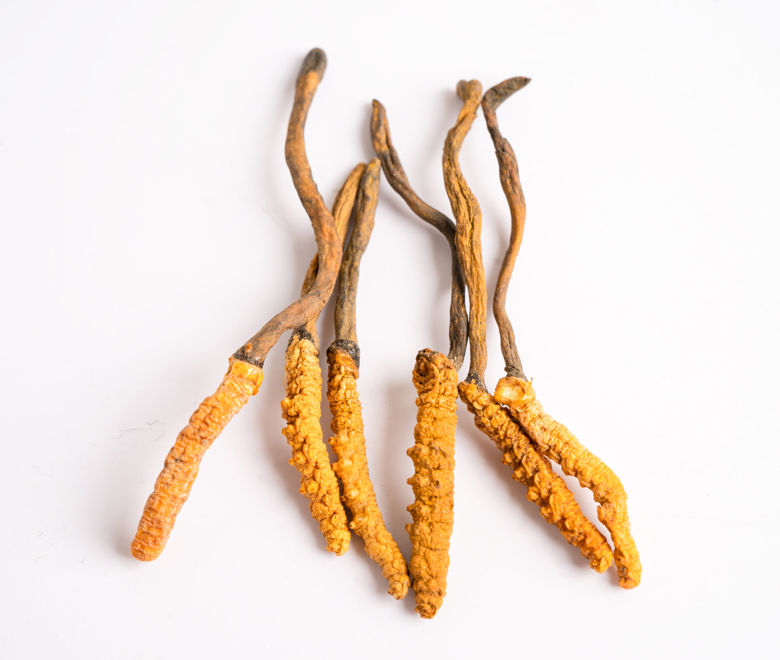 Cordyceps (Maczużnik chiński)