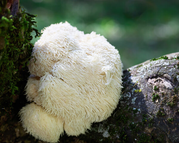 Lion’s Mane (Soplówka jeżowata)