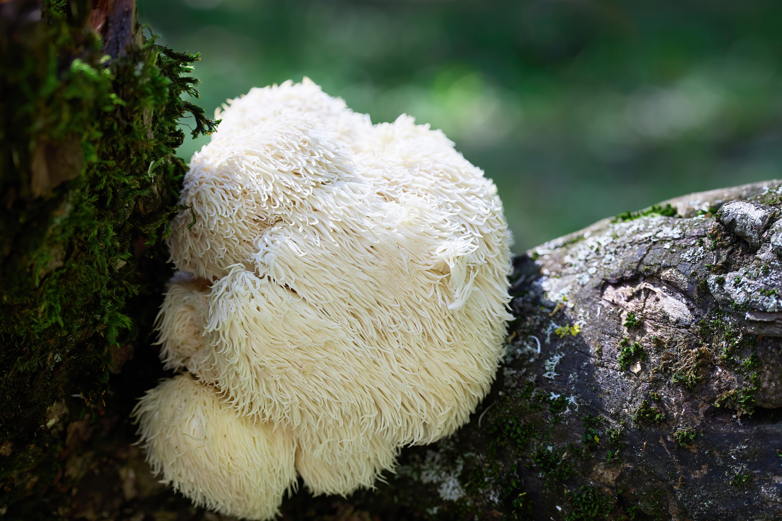 Lion’s Mane (Soplówka jeżowata)