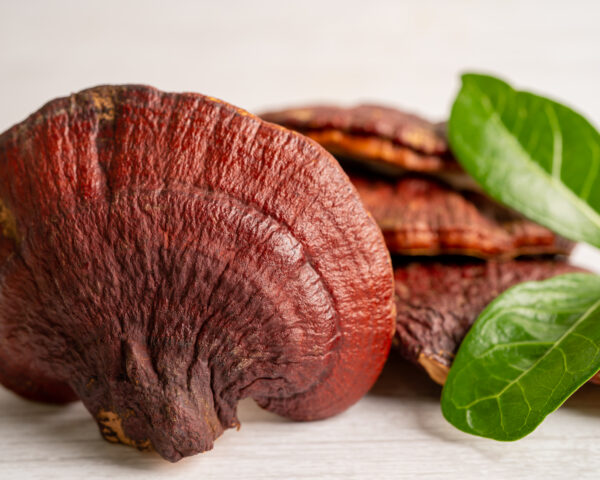 Reishi (Lakownica lśniąca)