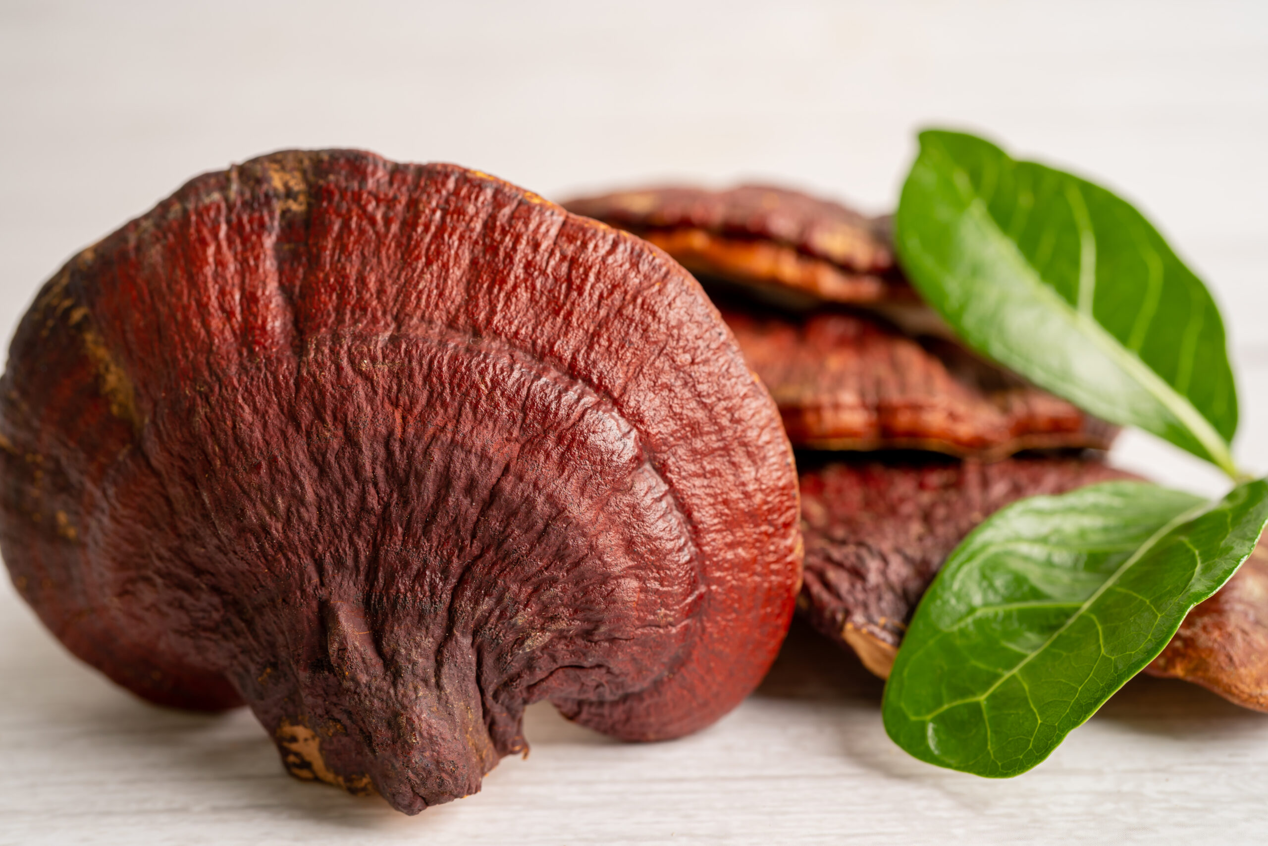 Reishi (Lakownica lśniąca)